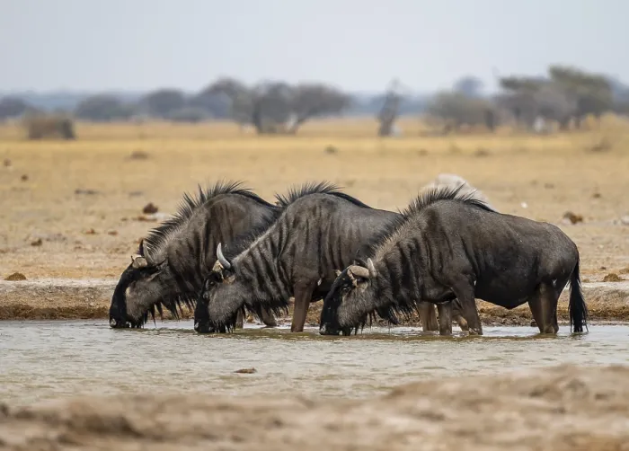 Framed Print : Blue wildebeest (Connochaetes taurinus)
