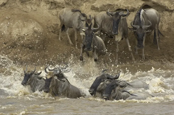 Framed Print : Blue Wildebeest (Connochaetes taurinus) Framed Print : Blue Wildebeest (Connochaetes taurinus)