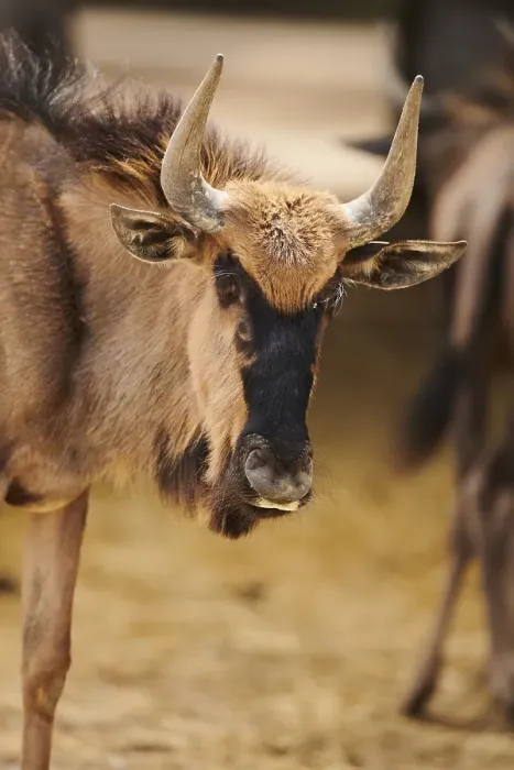 Framed Print : Blue wildebeest (Connochaetes taurinus) in the dessert