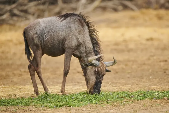 Framed Print : Blue wildebeest (Connochaetes taurinus) in the dessert