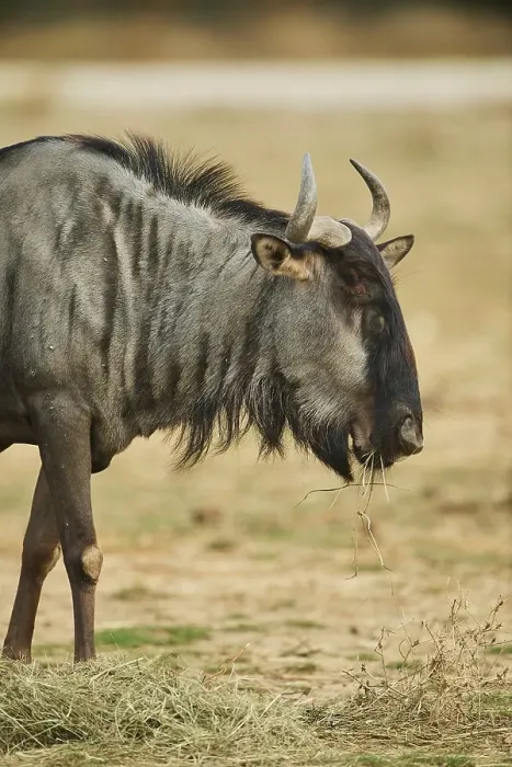 Framed Print : Blue wildebeest (Connochaetes taurinus) in the dessert