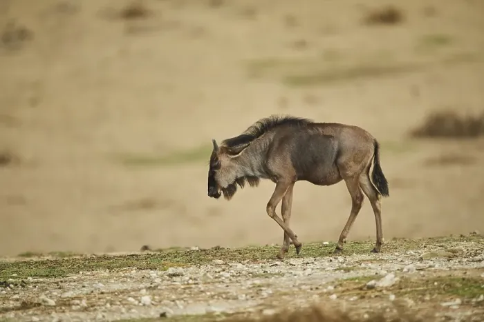 Framed Print : Blue wildebeest (Connochaetes taurinus) in the dessert
