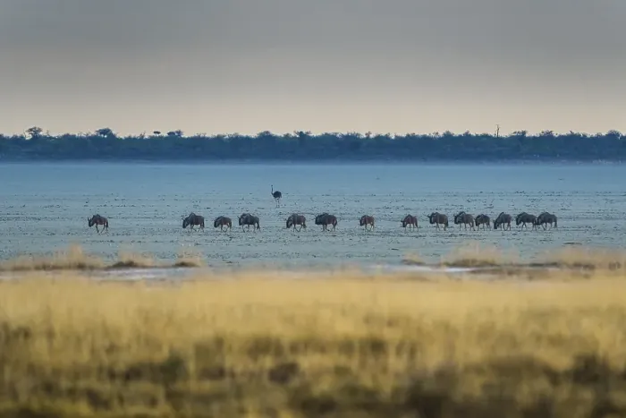 Framed Print : Blue wildebeest (Connochaetes taurinus) at the edge of the salt pan Framed Print : Blue wildebeest (Connochaetes taurinus) at the edge of the salt pan