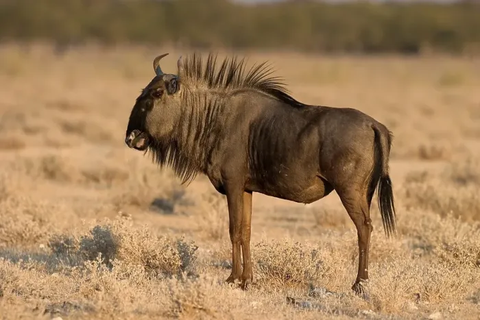 Framed Print : Blue Wildebeest (Connochaetes taurinus) in Etosha National Park