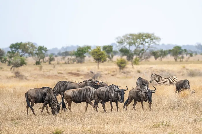 Framed Print : Blue wildebeest (Connochaetes taurinus) herd in dry grass