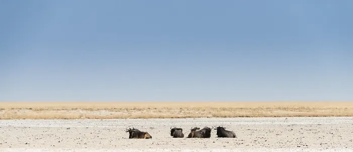 Framed Print : Blue Wildebeest (Connochaetes taurinus) lying in the midday heat Framed Print : Blue Wildebeest (Connochaetes taurinus) lying in the midday heat