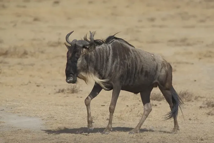 Framed Print : Blue wildebeest (Connochaetes taurinus) in Ngorongoro Crater