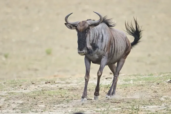 Framed Print : Blue wildebeest (Connochaetes taurinus) running in the dessert