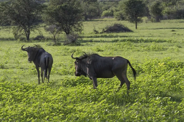 Framed Print : Blue wildebeest in lush green grass (Connochaetes taurinus)