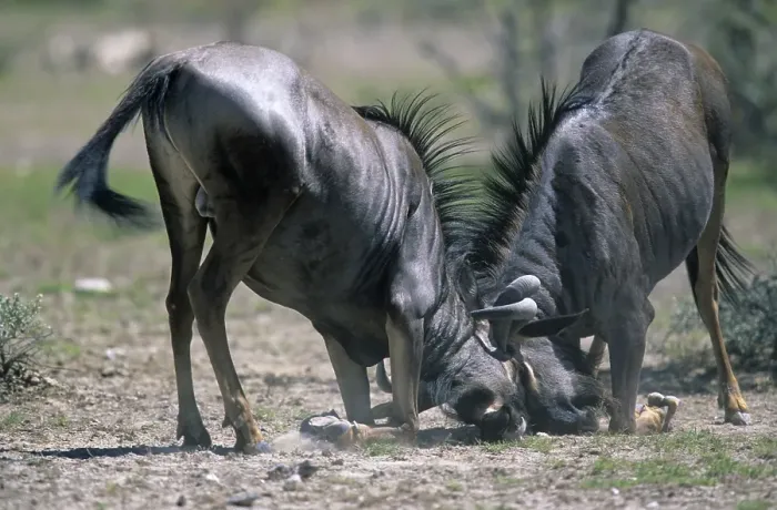Framed Print : Blue Wildebeests (Connochaetes taurinus) fighting Framed Print : Blue Wildebeests (Connochaetes taurinus) fighting