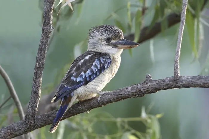 Framed Print : Blue-winged Kookaburra (Dacelo leachii)