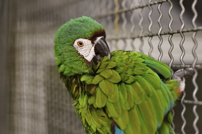 Framed Print : Blue-winged macaw in bird enclosure