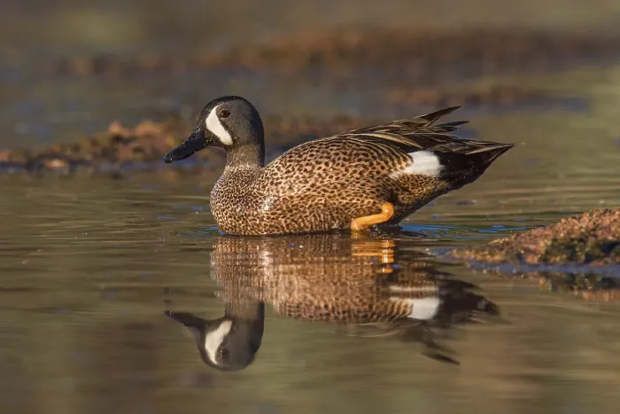 Framed Print : Blue-winged Teal (Spatula discors) male