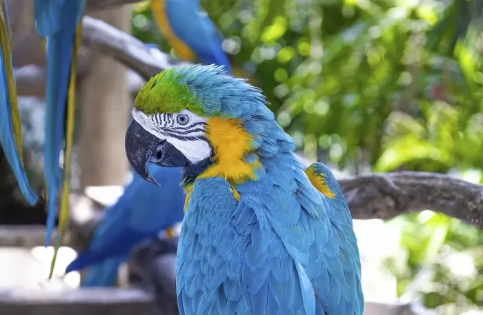 Framed Print : Blue and yellow jungle macaw parrot with open beak friendly staring at camera