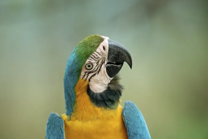 Framed Print : Blue and yellow macaw (Ara ararauna) Framed Print : Blue and yellow macaw (Ara ararauna)