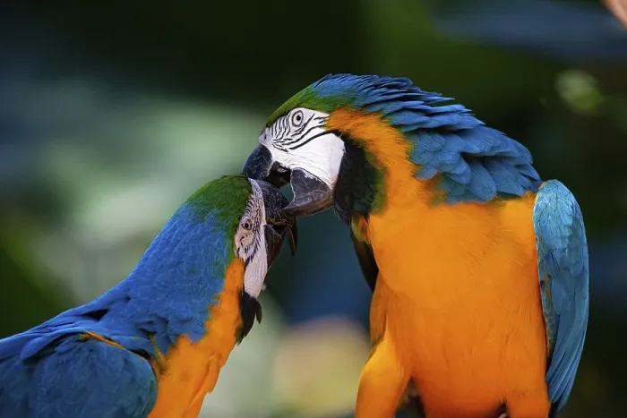 Framed Print : Blue and yellow macaw (Ara ararauna) Pantanal Brazil