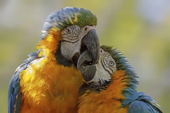 Framed Print : Blue and yellow macaws (Ara ararauna) Framed Print : Blue and yellow macaws (Ara ararauna)