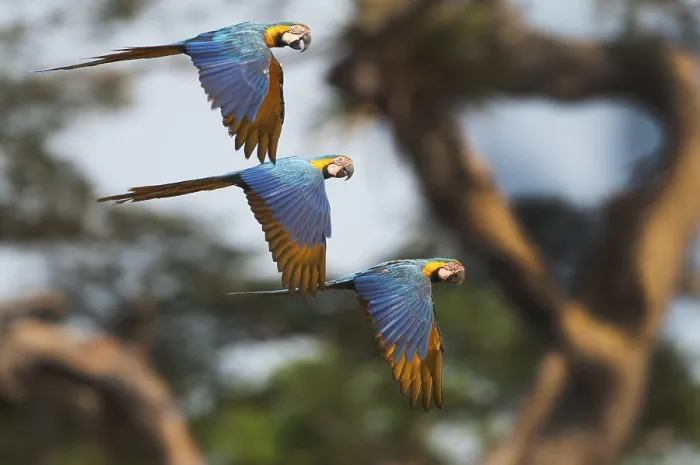 Framed Print : Blue and Yellow Macaws (Ara ararauna) Framed Print : Blue and Yellow Macaws (Ara ararauna)