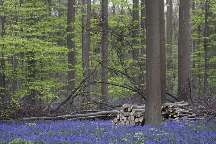 Framed Print : Bluebell, beech forest (Endymion nonscriptus) (Fagus sylvatica)
