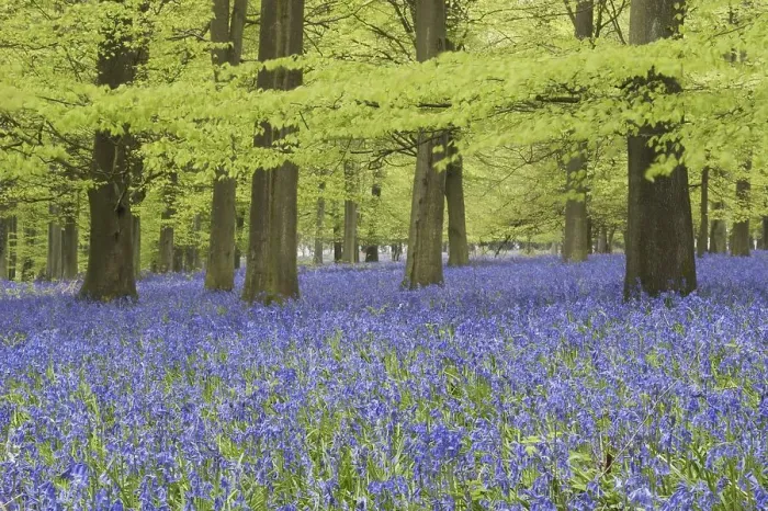 Framed Print : Bluebell (Endymion non-scriptus) flowering mass