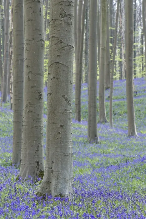 Framed Print : Bluebell (Hyacinthoides) in a forest with copper beech (Fagus silvatica) Framed Print : Bluebell (Hyacinthoides) in a forest with copper beech (Fagus silvatica)