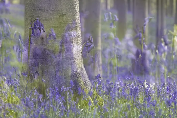 Framed Print : Bluebell (Hyacinthoides) in a forest with copper beech (Fagus silvatica)