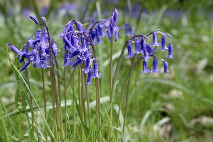 Framed Print : Bluebells in Full Bloom Framed Print : Bluebells in Full Bloom