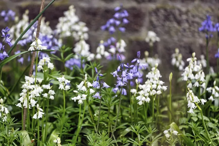 Framed Print : Bluebells, blue and white, Heligoland Island