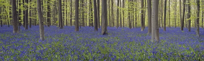 Framed Print : Bluebells (Endymion nonscriptus) in flower in beech (Fagus sylvatica) forest in spring