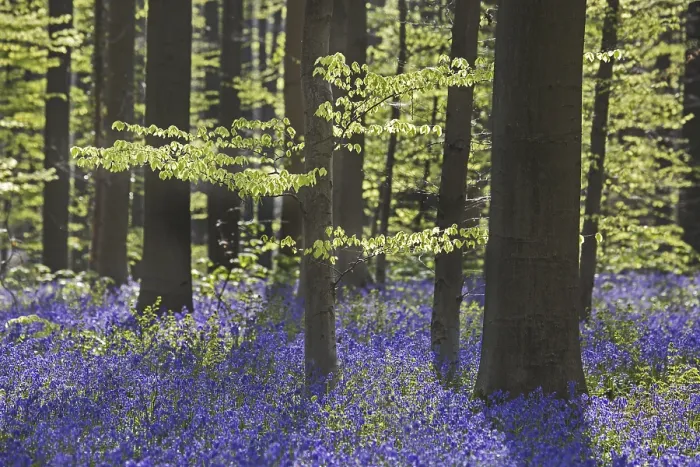 Framed Print : Bluebells (Endymion nonscriptus) in flower in beech (Fagus sylvatica) forest in spring