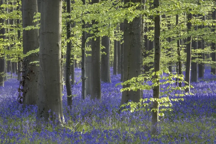 Framed Print : Bluebells (Endymion nonscriptus) in flower in beech (Fagus sylvatica) forest in spring