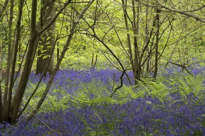 Framed Print : Bluebells in Staffhurst Woods near Oxted Surrey