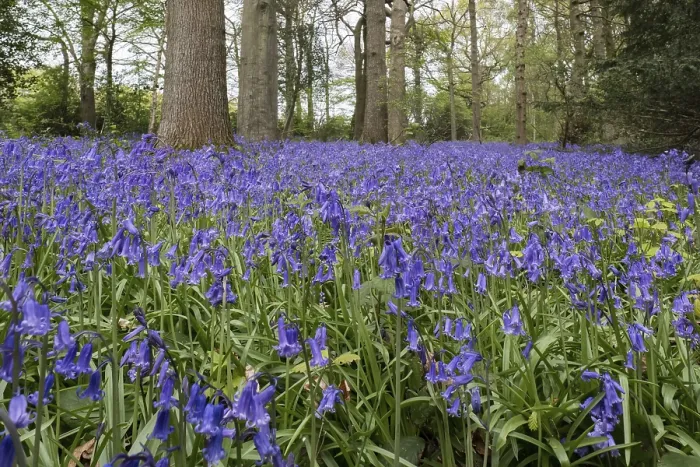 Framed Print : Bluebells in Staffhurst Woods near Oxted Surrey