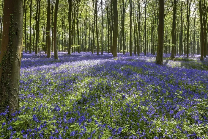 Framed Print : Bluebells in Wepham Wood Framed Print : Bluebells in Wepham Wood
