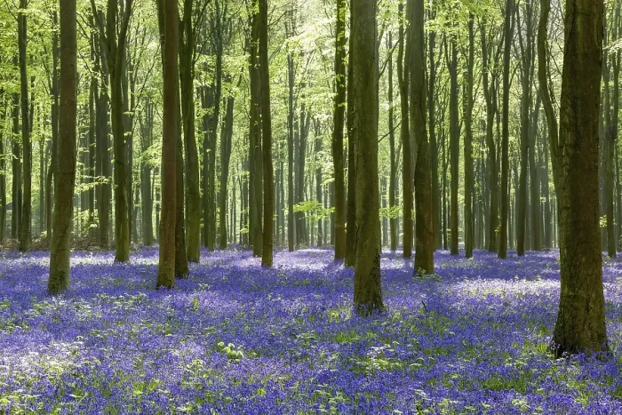 Framed Print : Bluebells in Wepham Woods
