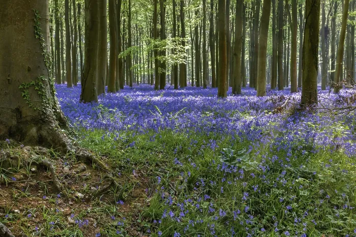 Framed Print : Bluebells in Wepham Woods