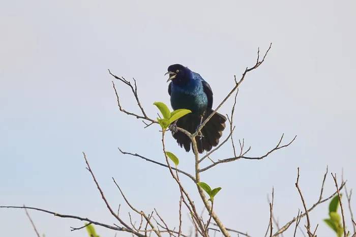Framed Print : A bluebird sits singing on a bare branch under a clear sky