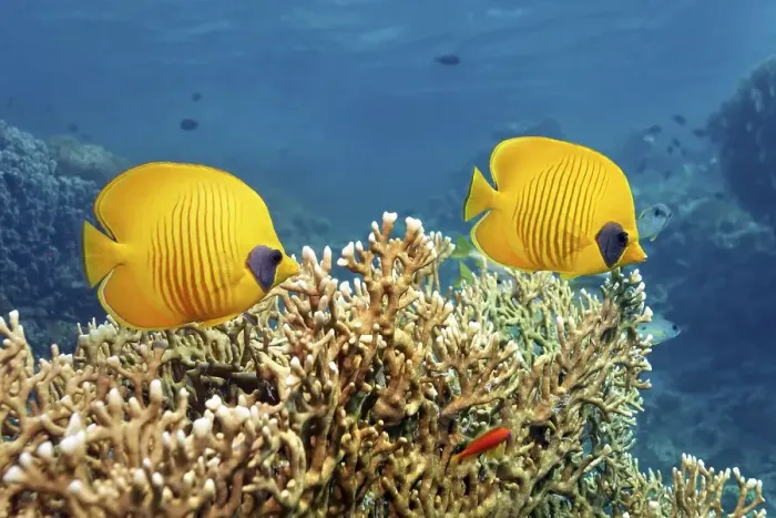 Framed Print : Bluecheek butterflyfish (Chaetodon semilarvatus)