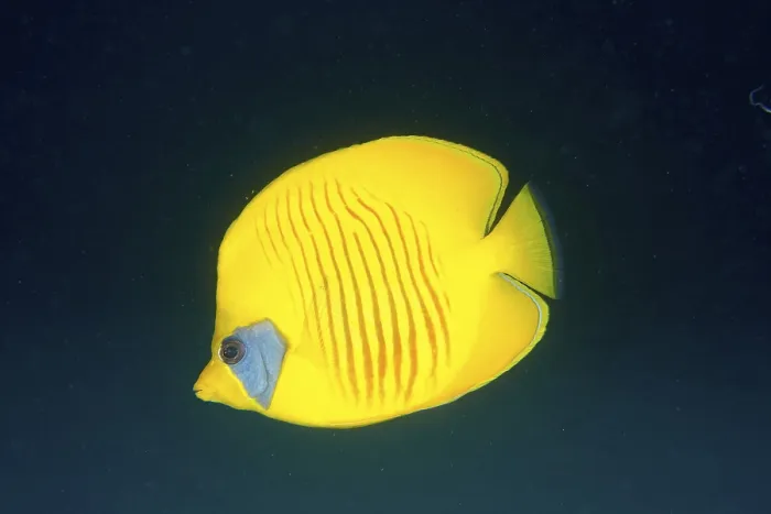 Framed Print : Bluecheek butterflyfish (Chaetodon semilarvatus) at night