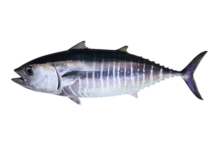 Framed Print : Bluefin tuna isolated on white background real fish Thunnus thynnus