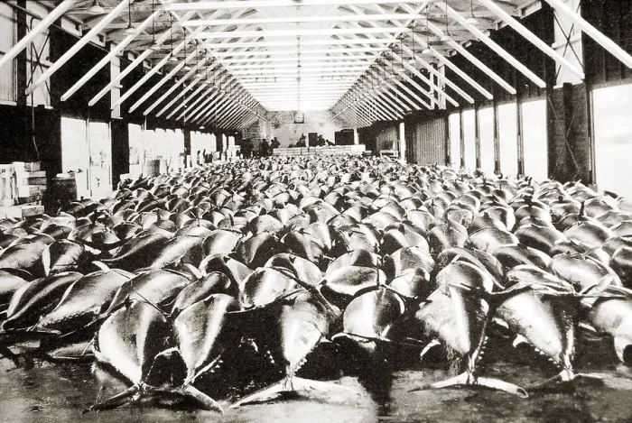 Framed Print : Bluefin tuna (Thunnus thynnus) fish market