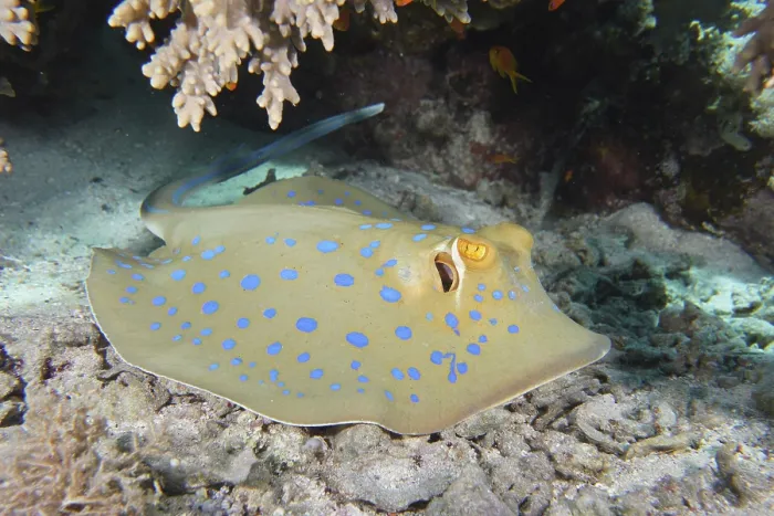 Framed Print : Bluespotted ribbontail ray (Taeniura lymma)