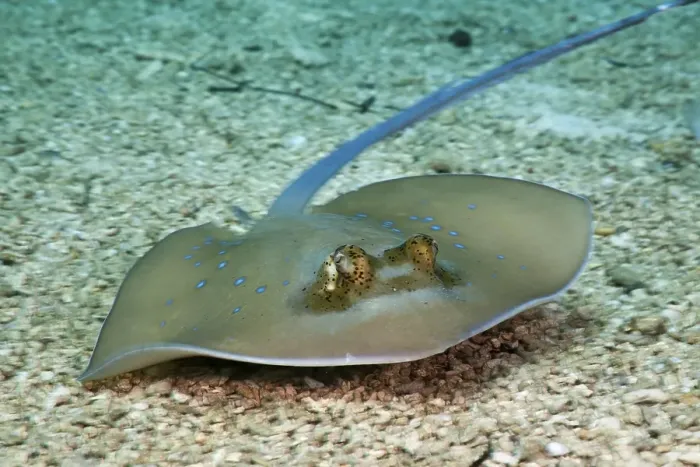 Framed Print : Bluespotted Stingray (Dasyatis kuhlii)