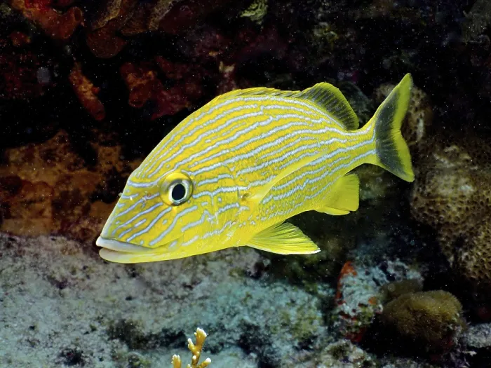 Framed Print : Bluestriped grunt (Haemulon sciurus)