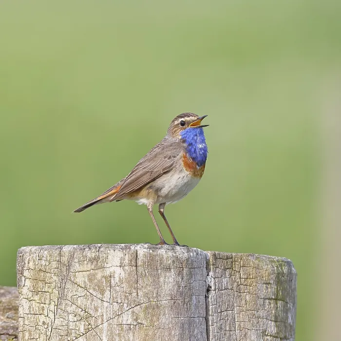 Framed Print : Bluethroat (Luscinia svecica cyanecula)