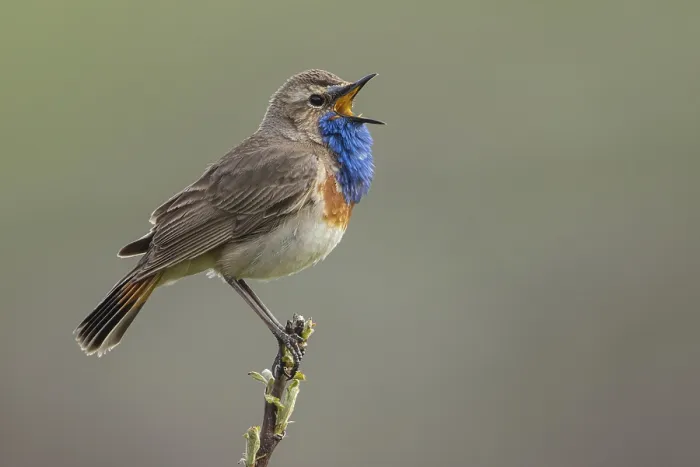 Framed Print : Bluethroat (Luscinia svecica cyanecula) male singing Framed Print : Bluethroat (Luscinia svecica cyanecula) male singing