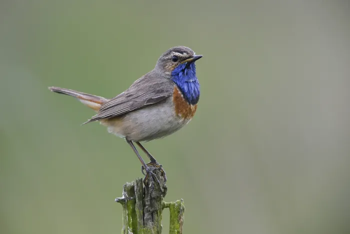 Framed Print : Bluethroat (Luscinia svecica), Emsland