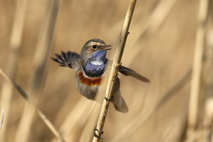Framed Print : Bluethroat (Luscinia svecica) singing on a reed Framed Print : Bluethroat (Luscinia svecica) singing on a reed