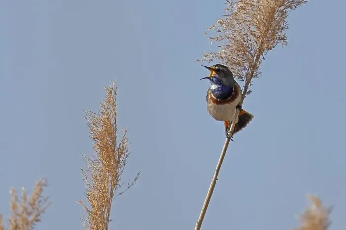 Framed Print : Bluethroat (Luscinia svecica) singing in the reeds Framed Print : Bluethroat (Luscinia svecica) singing in the reeds