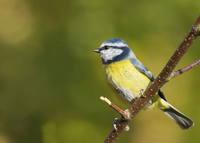 Framed Print : Bluetit (Parus caeruleus) perched on a branch Framed Print : Bluetit (Parus caeruleus) perched on a branch